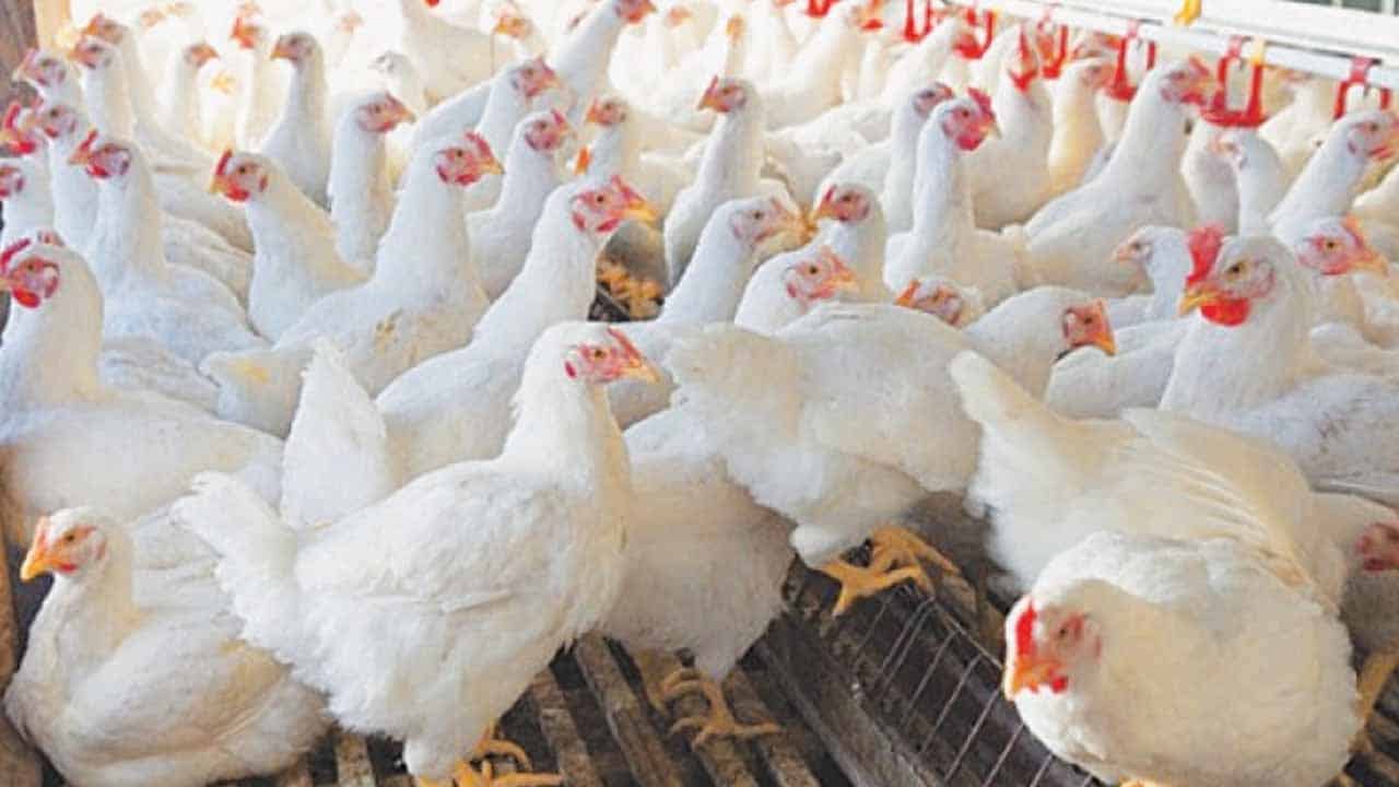 Chicken meat prices go beyond people's reach