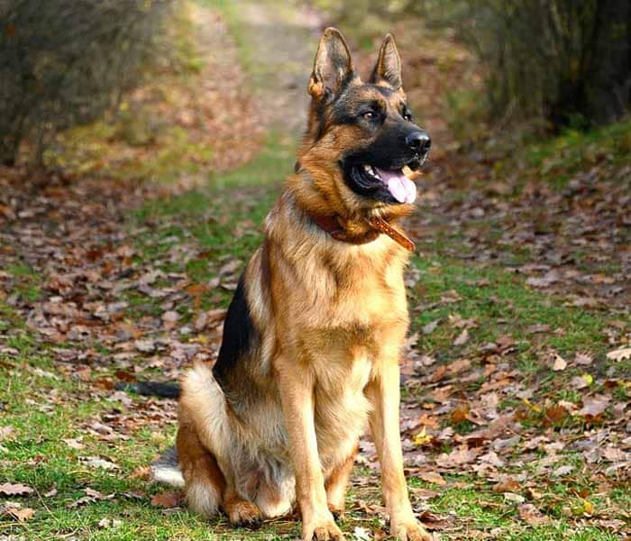 Top 10 dog breeds in Pakistan