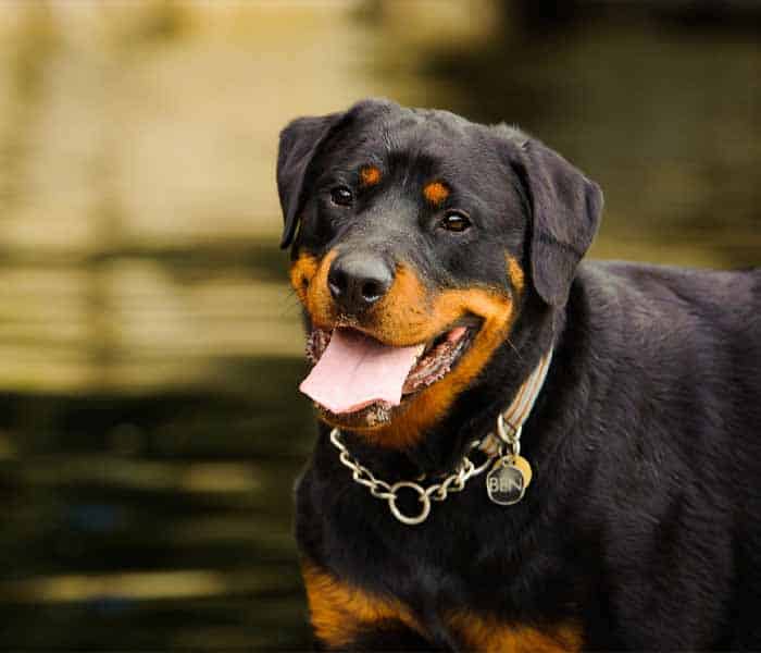 Top 10 dog breeds in Pakistan