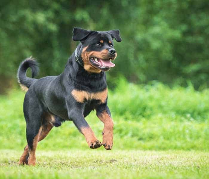 Top 10 dog breeds in Pakistan