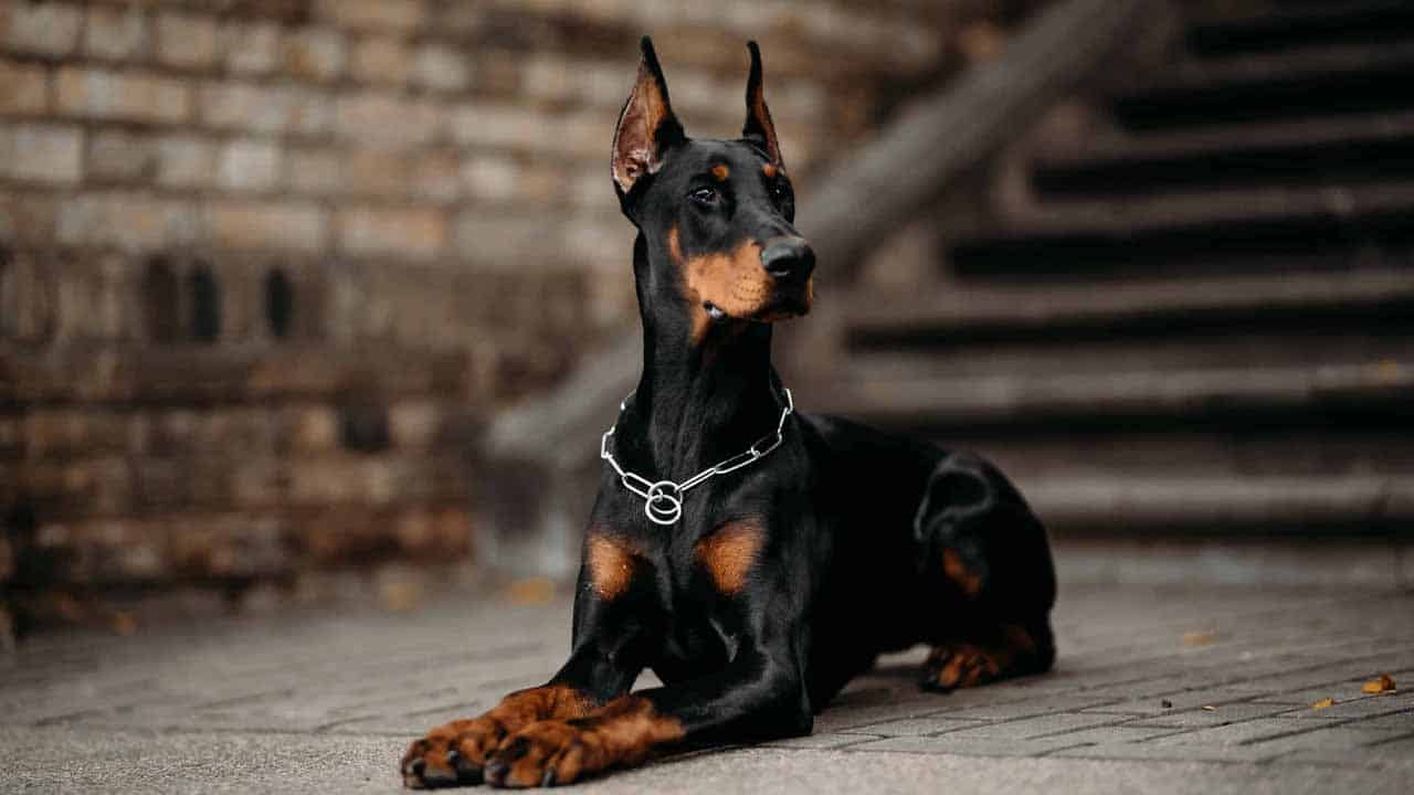 Top 10 dog breeds in Pakistan