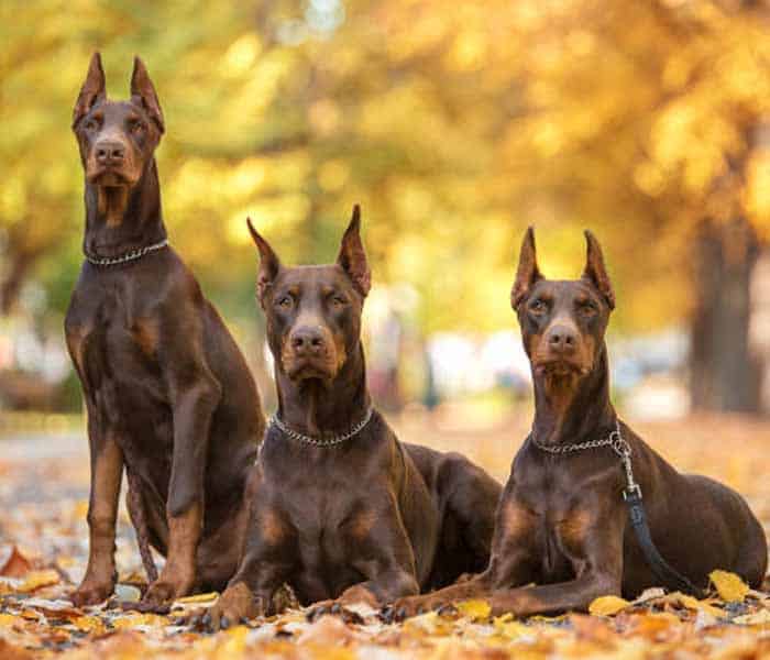 Top 10 dog breeds in Pakistan