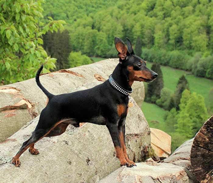 Top 10 dog breeds in Pakistan