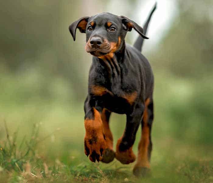 Top 10 dog breeds in Pakistan