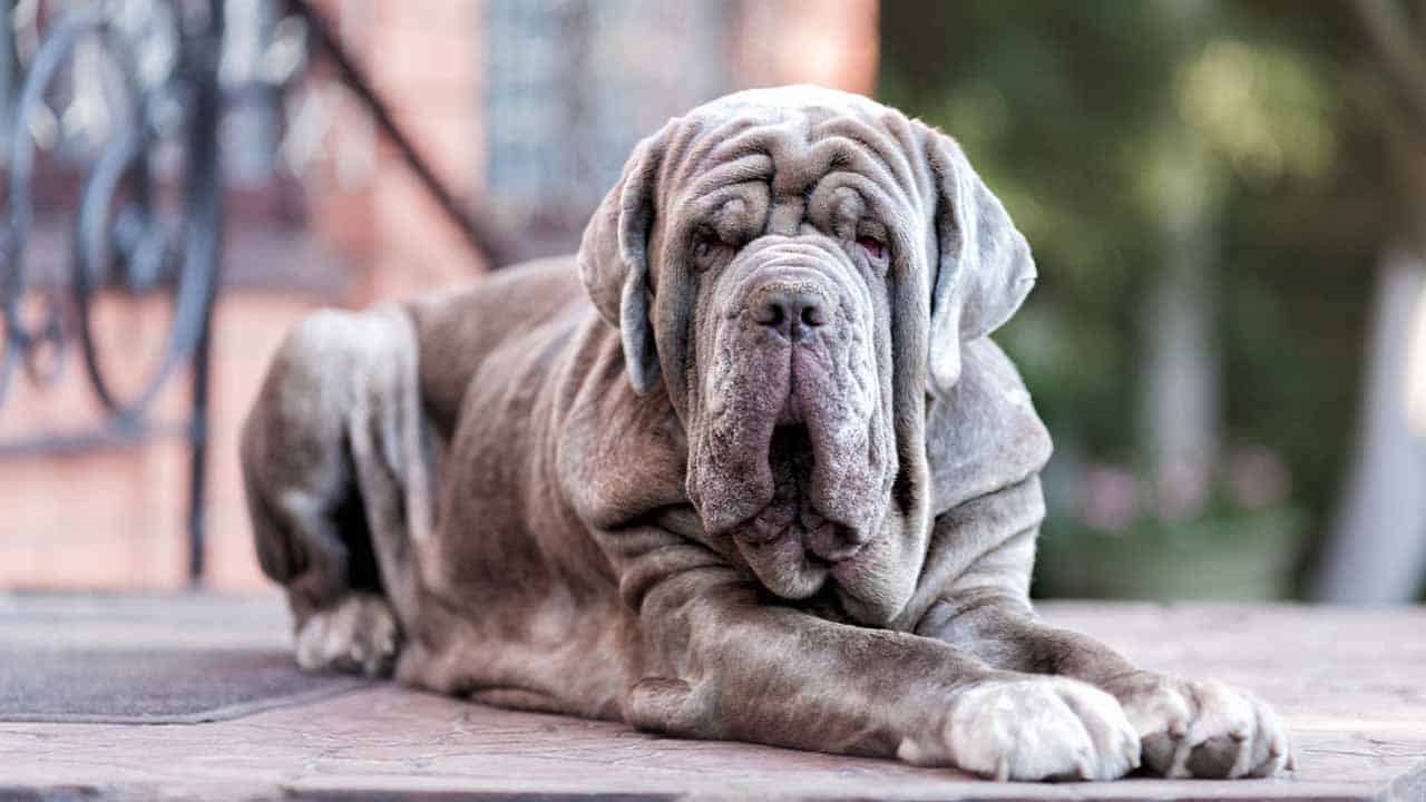 Top 10 dog breeds in Pakistan