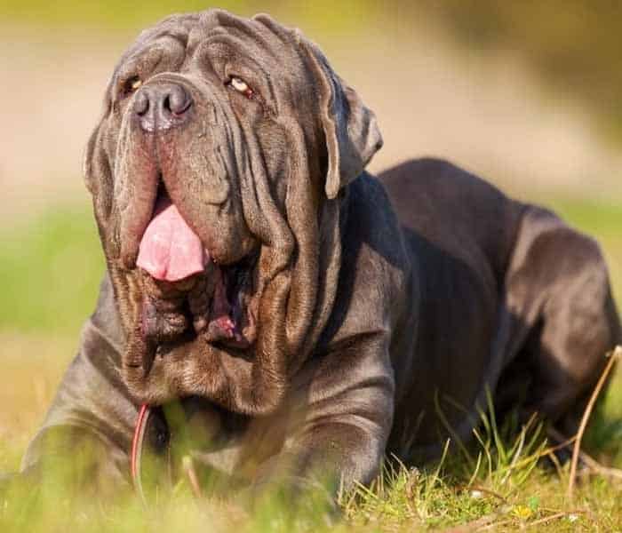 Top 10 dog breeds in Pakistan