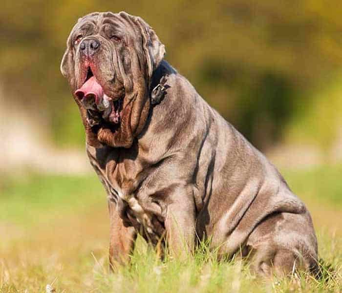 Top 10 dog breeds in Pakistan