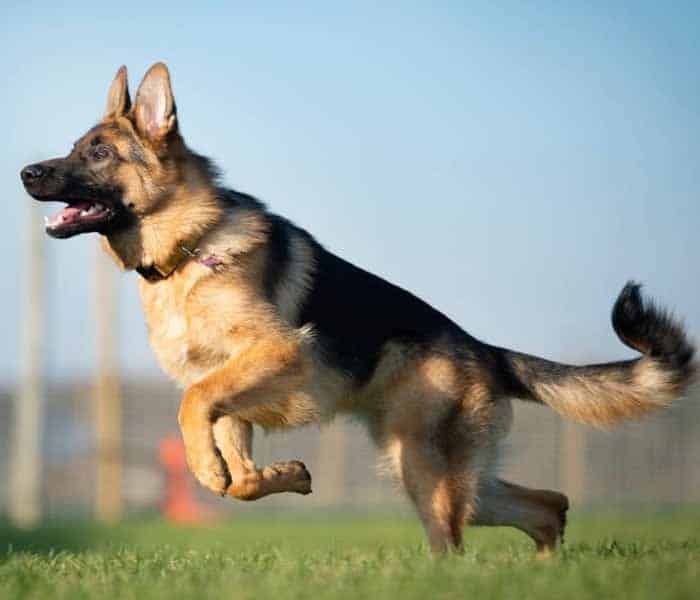 Top 10 dog breeds in Pakistan