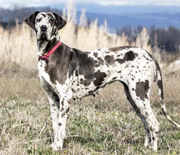 Top 10 dog breeds in Pakistan