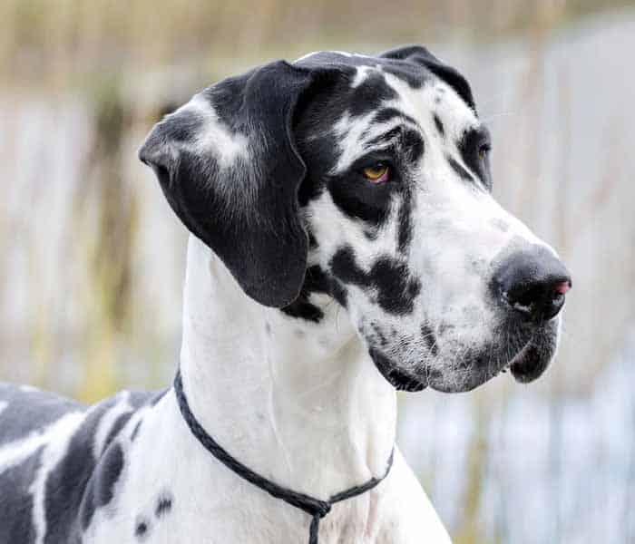 Top 10 dog breeds in Pakistan