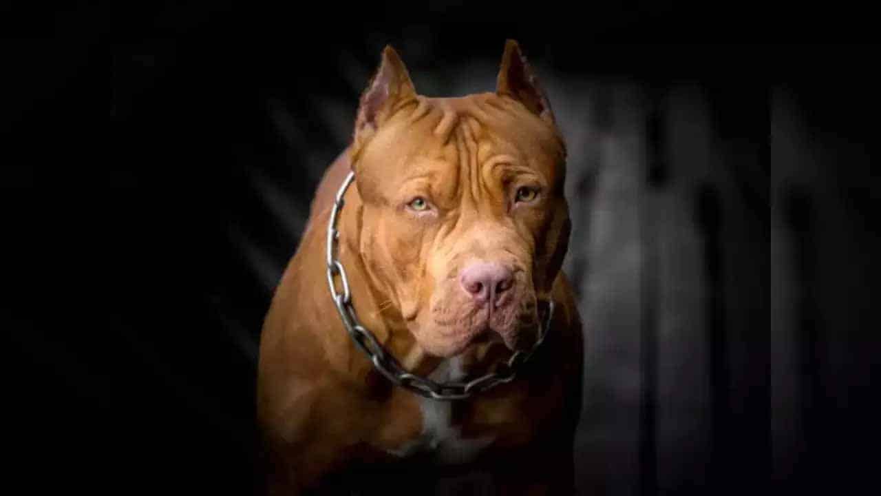 Top 10 dog breeds in Pakistan