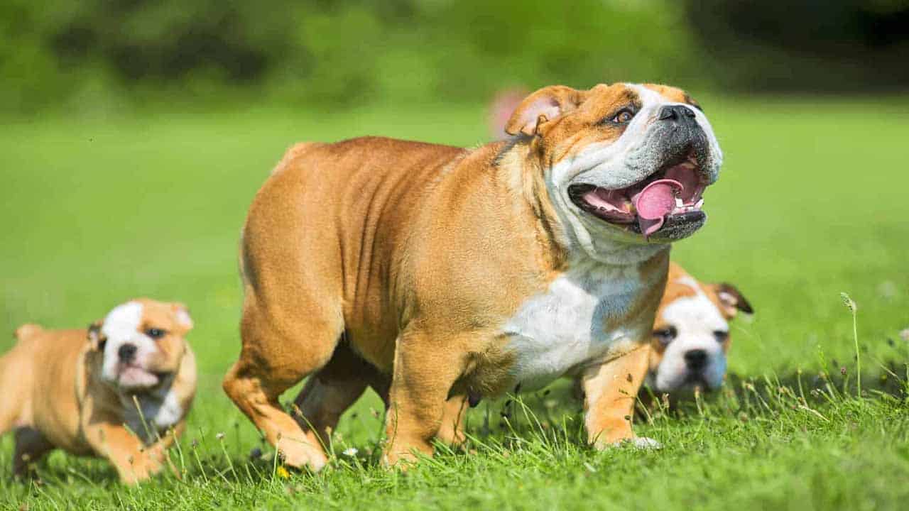 Top 10 dog breeds in Pakistan