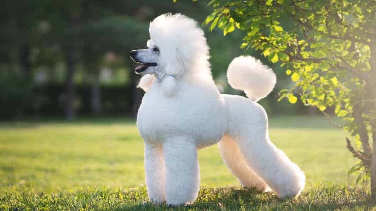 Top 10 dog breeds in Pakistan