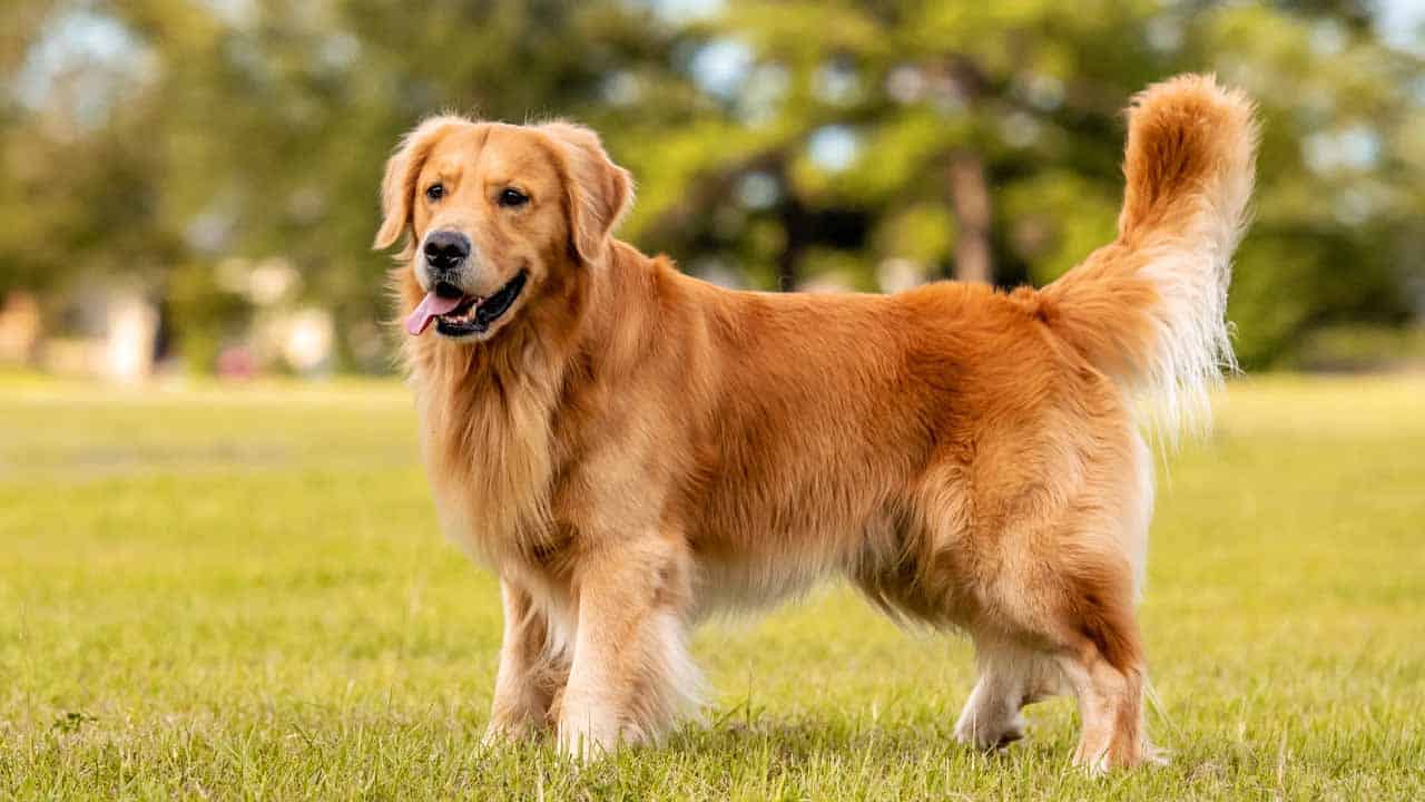 Top 10 dog breeds in Pakistan