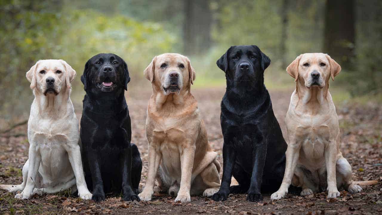 Top 10 dog breeds in Pakistan