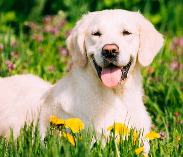 Top 10 dog breeds in Pakistan