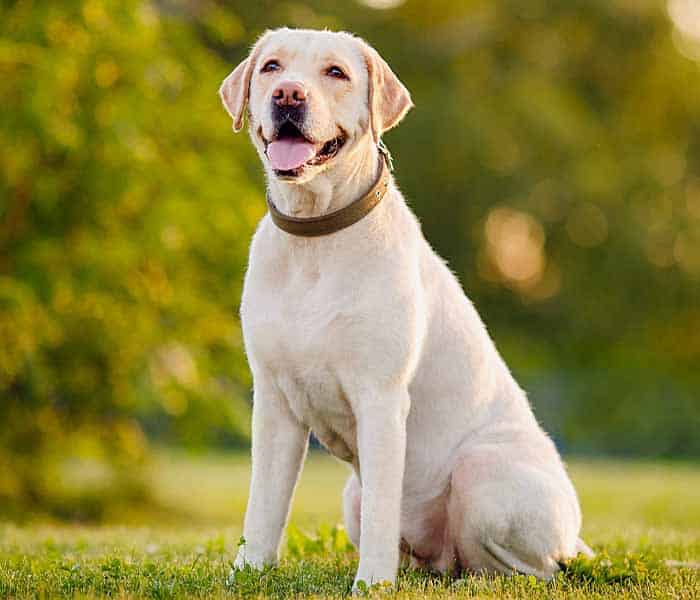 Top 10 dog breeds in Pakistan