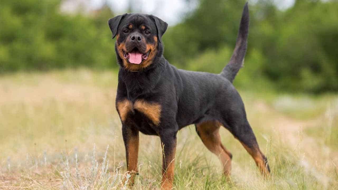 Top 10 dog breeds in Pakistan