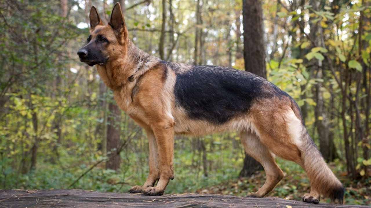 Top 10 dog breeds in Pakistan