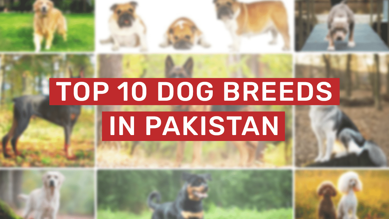 Top 10 dog breeds in pakistan