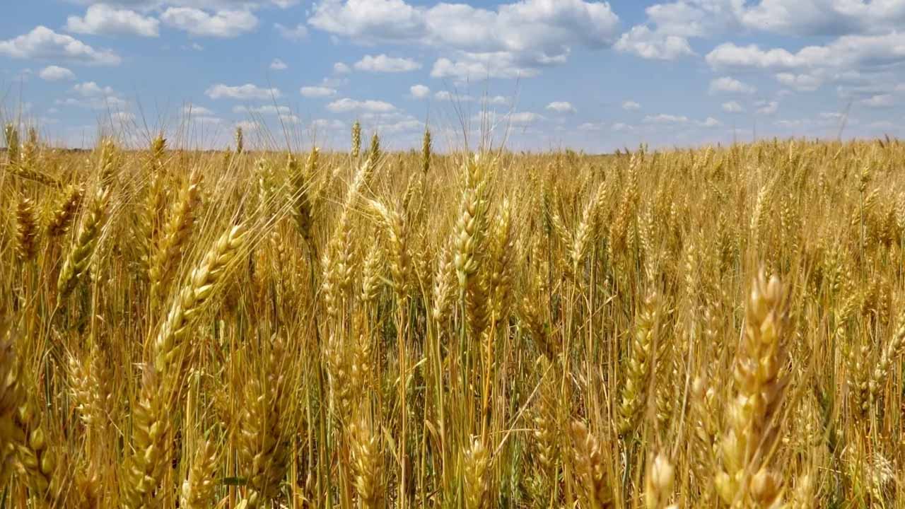 Wheat price falls in Punjab