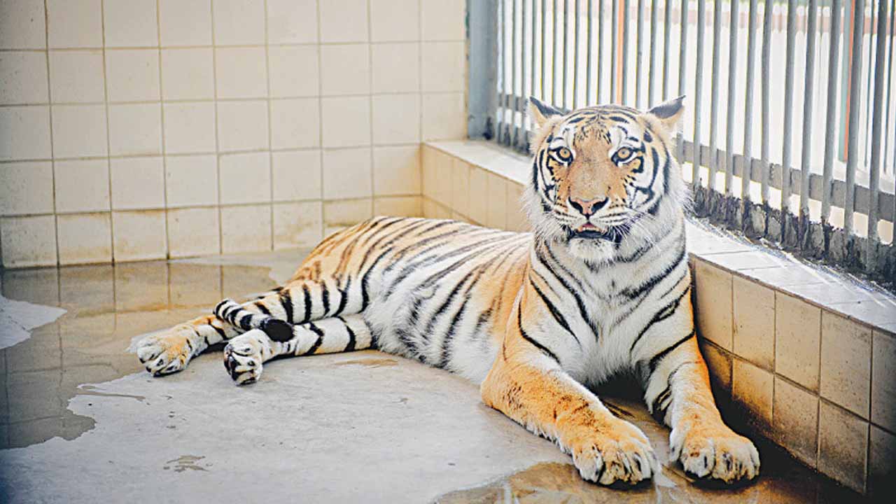 Karachi Zoo’s Golden Tabby Tiger dies due to cardiac arrest