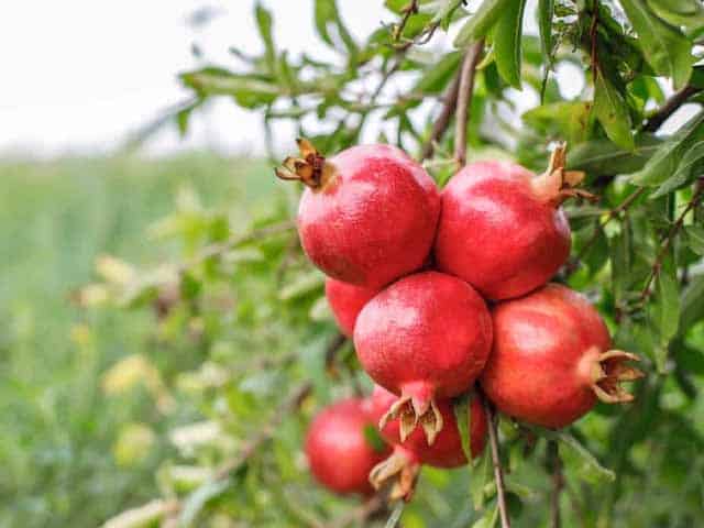 Top 5 Fruits in Pakistan