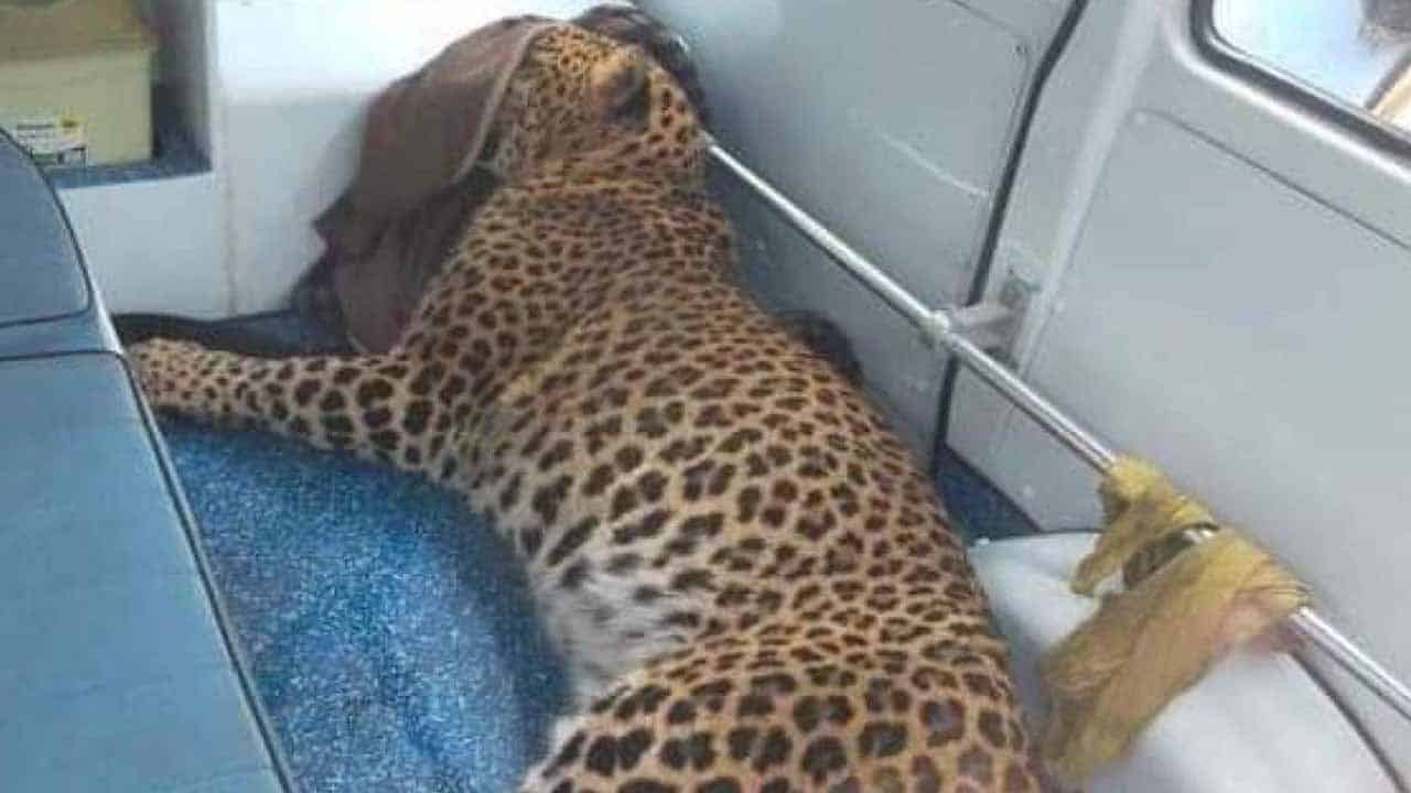 Leopard found dead at Islamabad’s Margalla hills