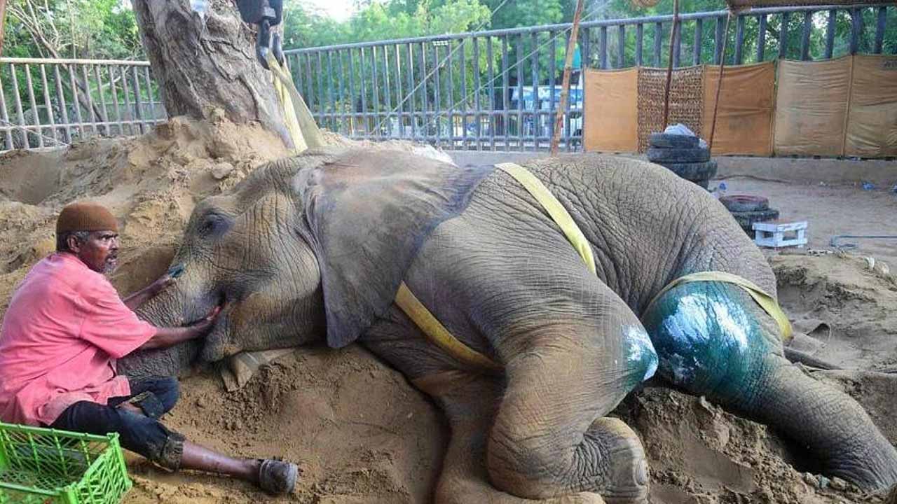 Elephant 'Noor Jehan' Passed Away in Karachi Zoo