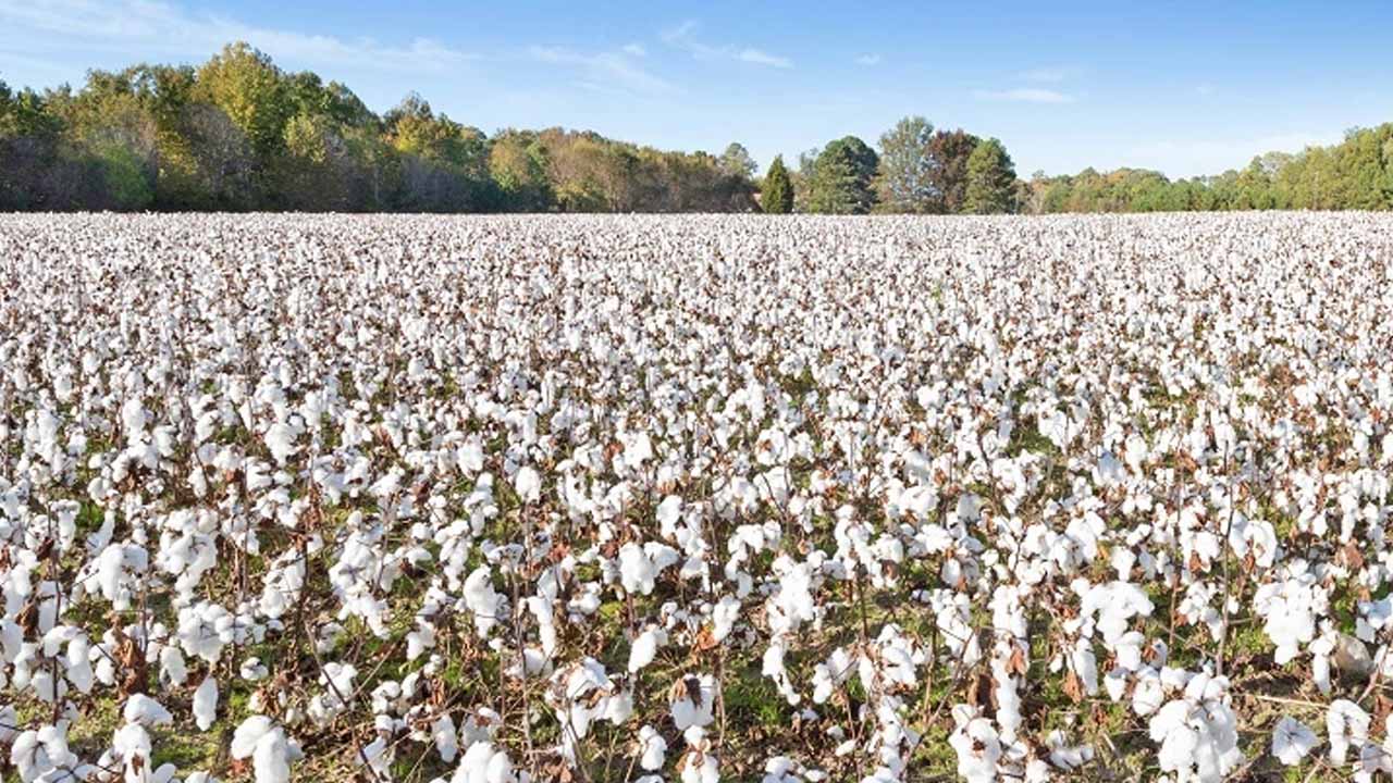 Pakistan's Cotton Production Hits 40-Year Low