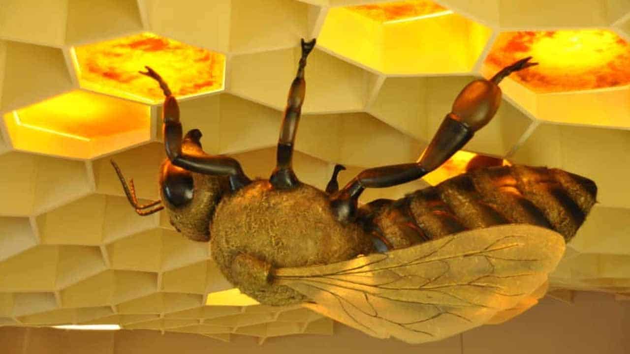 First Bee Museum Set to Open in Pakistan