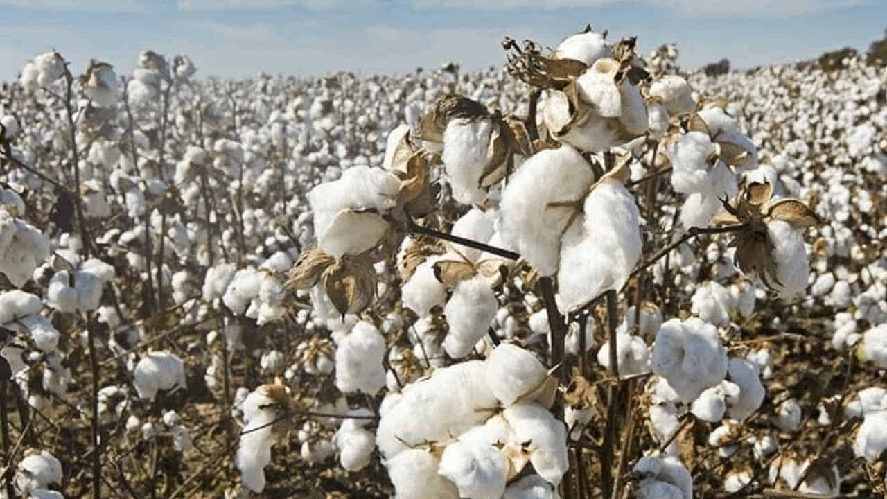 Pakistan Witnesses a 66.5% Surge in Cotton Arrival, Reports PCGA