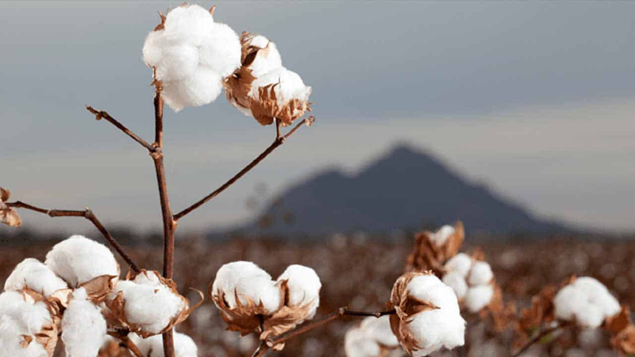 Cotton production surges to over 5 million bales