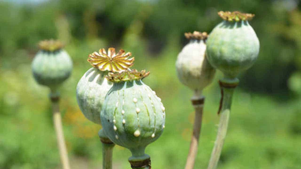 Lahore’s opium plant resumes operations today after over a decade