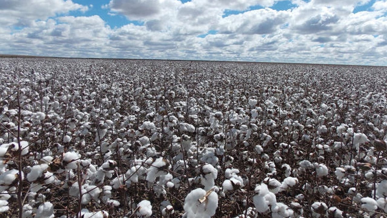 Sindh outshines Punjab in cotton race, records 121pc increase in output