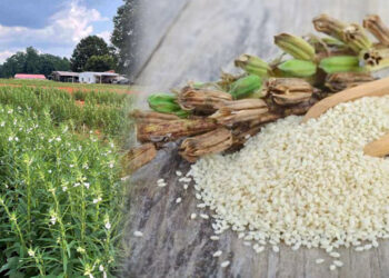 Pakistan becomes 5th largest country in sesame production
