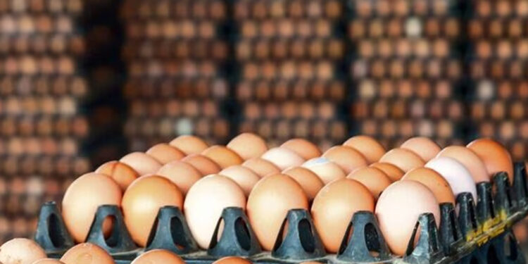 Massive reduction in eggs prices announced