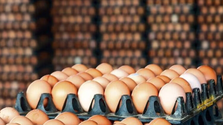 Massive reduction in eggs prices announced