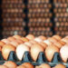 Massive reduction in eggs prices announced