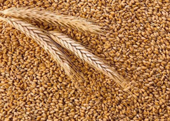 Pakistan decides to ‘ban’ import of wheat