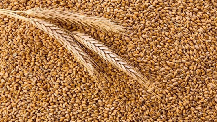 Pakistan decides to ‘ban’ import of wheat
