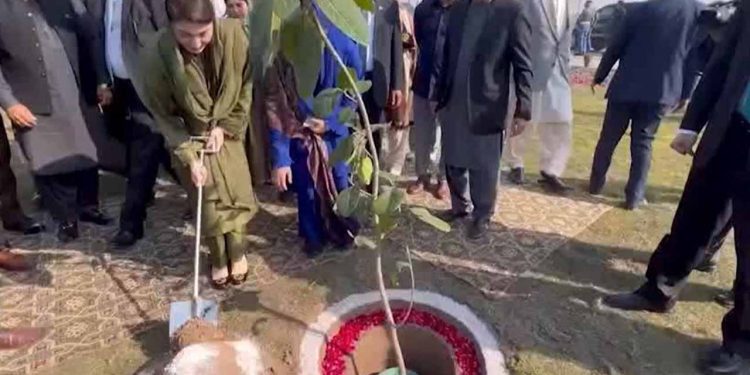CM Punjab Maryam Nawaz Launches Massive Tree Plantation Drive on International Women’s Day