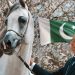 Pakistani-Owned Horse El Geronimo Wins Silver Medal at Prestigious French Arabian Horse Show