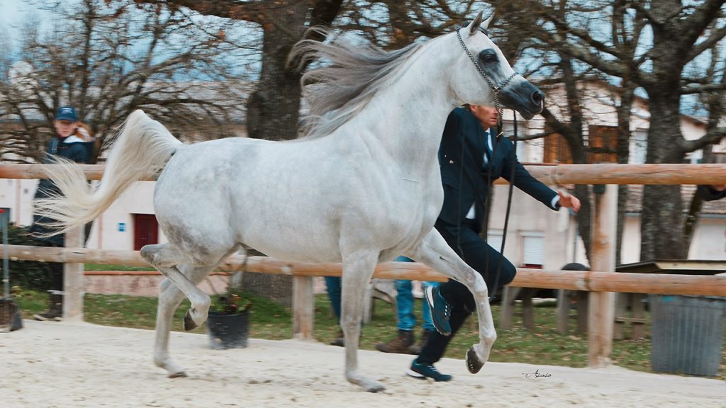 Pakistani-Owned Horse El Geronimo Wins Silver Medal at Prestigious French Arabian Horse Show