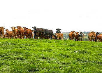 SIFC signs agreement with Najd Gateway Holding Company of KSA in livestock sector