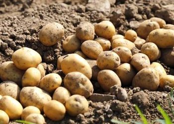 Pakistan Joins Top Ranks of Global Potato Producers in Significant Milestone