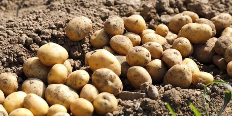 Pakistan Joins Top Ranks of Global Potato Producers in Significant Milestone