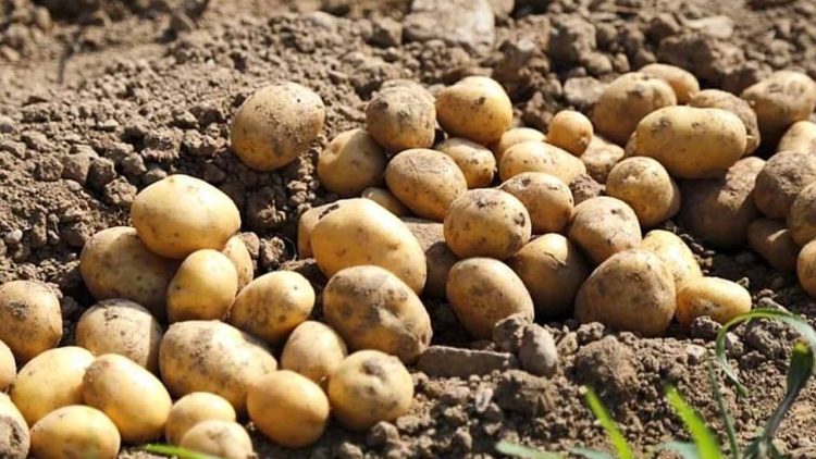 Pakistan Joins Top Ranks of Global Potato Producers in Significant Milestone