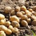 Pakistan Joins Top Ranks of Global Potato Producers in Significant Milestone