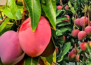 World’s most expensive mango cultivated in Karachi begins production
